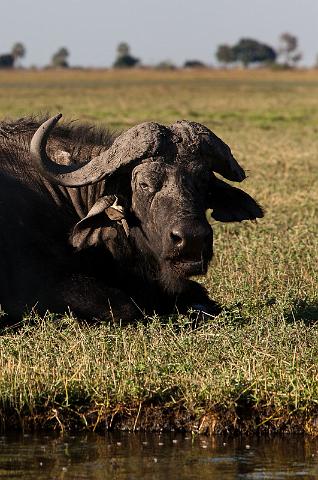 031 Chobe NP, buffel met ossepikker.jpg